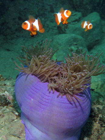 Clownfish on Tioman