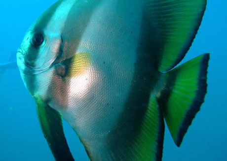 Spadefish on Tioman