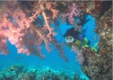 Diver and soft corals in Saudi Arabia