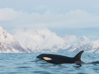Orca by Toby Matthews / Ocean Image Bank