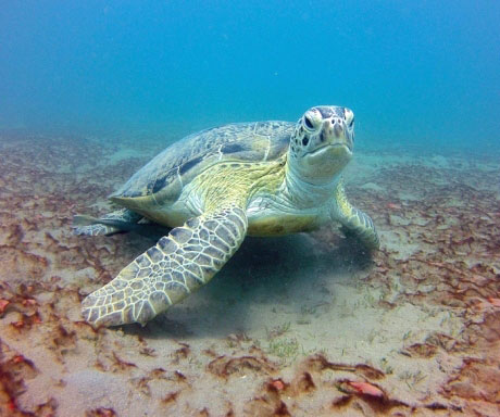 Green turtle eating seagrass