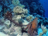 Mating Octopus, Red Sea