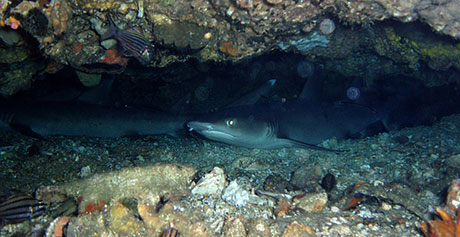 White tip reef sharks, Philippines