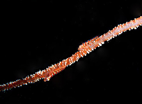 Goby pair on whip coral, macro photo