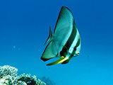 Longfin spadefish, by DepositPhotost