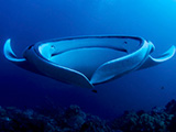 Manta rays are common in the Maldives