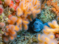 Dive into the Ocean Film Festival world tour