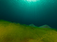 algae over coral