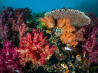 From Fiji to French Polynesia: August's Best Pacific Dive Adventures