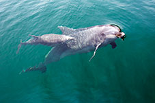 Mother and dolphine calf