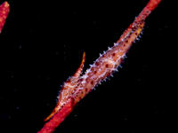 Climate change won't simply shrink marine life
