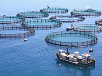 aquaculture: fish farm