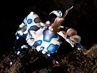 Harlequin shrimp on Richelieu Rock Thailand