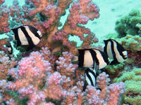 Damselfish-assisted repair of wounded corals surprises scientists