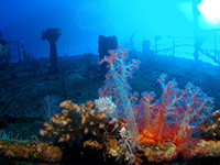 The Kimon M wreck with soft corals by Tim Nicholson