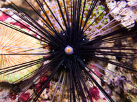 Sea urchin, Diadema setosum
