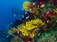Colourful gorgonia