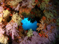Soft coral in Papua New Guinea