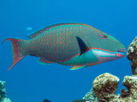 How social media and parrotfish poo are protecting the Maldives