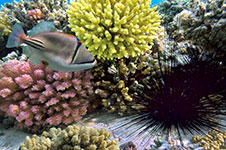 Picasso triggerfish and sea urchin