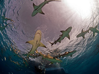Lemon sharks in Bahamas