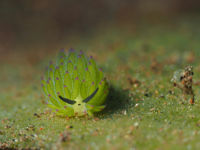 The leaf sheep