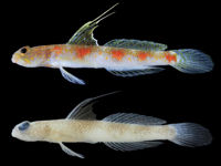 New shrimpgoby species named for the Sunrise of Java