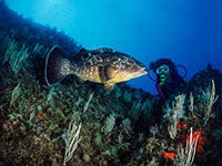 Grouper, diver and hydroids in Tunisia