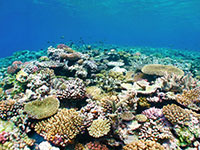 Vanuatu reef