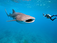Diver and whale shark
