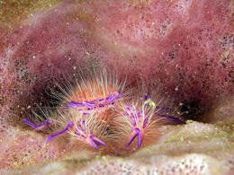 Hairy Squat Lobster