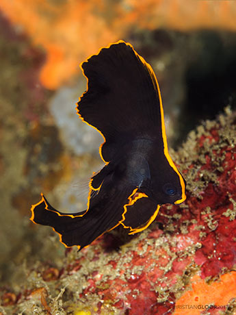 Juvenile dusky spadefish