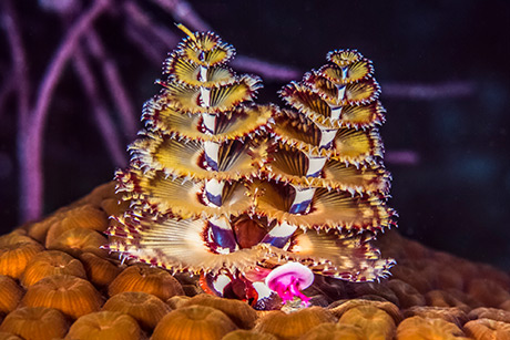 A festive Christmas Tree Worm by John A Anderson/DepositPhotos