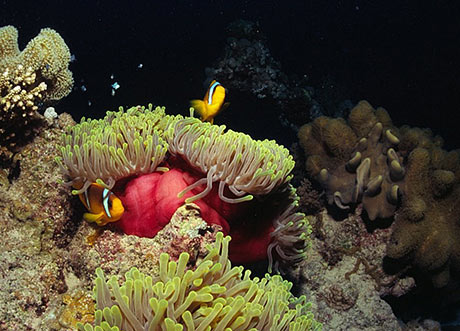 Clownfish in Heteractis magnifica anemone