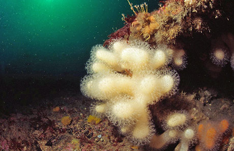 Dead Mens Fingers on the wreck of the Afton, Isle of Man. Copyright Tim Nicholson