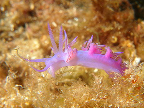 Flabellina affinis nudibranch by Tim Nicholson