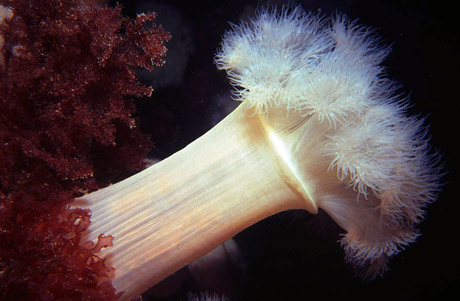 Plumose anemone, Isle of Man. Copyright Tim Nicholson
