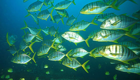 Shoal of sub-adult Golden Trevally