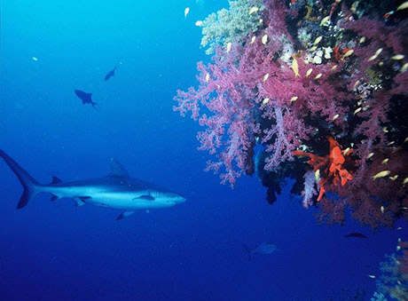 Grey Reef Shark, public domain https://en.wikipedia.org/wiki/File:Greyreefshark2.JPG