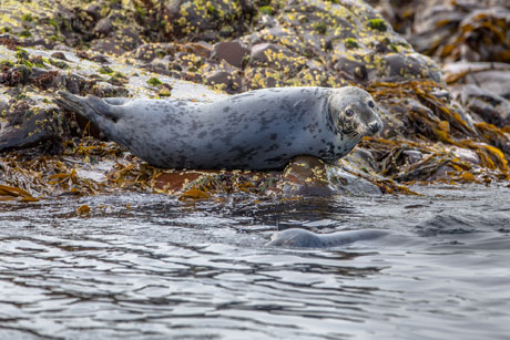 Grey seal in the Farne Islands