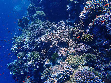 Save 15% on marvellous Red Sea liveaboard