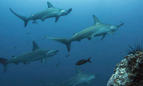 Hammerhead sharks schooling in the Cocos Islands. Pixabay