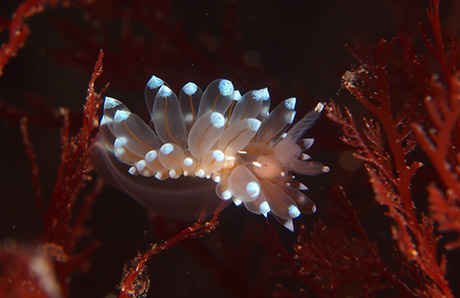 Janolus cristatus nudibranch, Isle of Man. Copyright Tim Nicholson