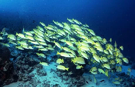 Snappers taken on the Kuredu Express (Lhaviyani Atoll) in the Maldives by Tim Nicholson