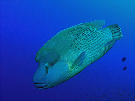 Humphead Wrasse, Cheilinus undulatus, in the Red Sea where it is normally known as the Napoleon Wrasse
