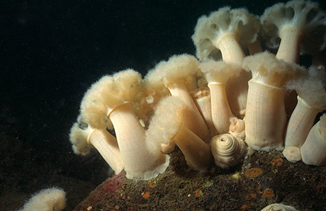 Forest of plumose anemones