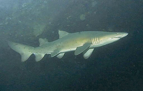 Ragged tooth shark Aliwal Shoal, South Africa