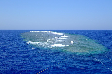 Elphinstone reef, Red Sea