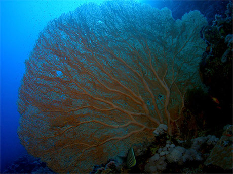 Red Sea gorgonia