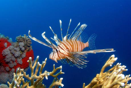 Lionfish in Red Sea